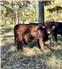 Purebred Salers Bulls for Sale