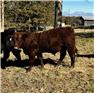 Purebred Salers Bulls for Sale
