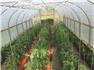 Greenhouse for Sale