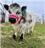 mini highland cows  for Sale