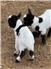 nigerian dwarf goat  for Sale