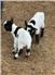 nigerian dwarf goat  for Sale