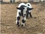 nigerian dwarf goat  for Sale