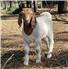Boer Goats , kalahari , Merino sheep for Sale