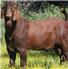Boer Goats , kalahari , Merino sheep for Sale