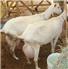 Boer Goats , kalahari , Merino sheep for Sale