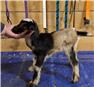 ADGA Nigerian Dwarf Buckling Kid for Sale