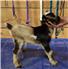 ADGA Nigerian Dwarf Buckling Kid for Sale