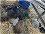 Purebred Flemish...