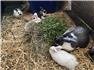 Purebred Flemish Giants and Meat Rabbits for Sale