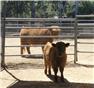 CALVES, MINI HIGHLAND for Sale
