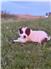 Border Collie for Sale