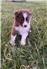 Border Collie for Sale