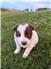Border Collie for Sale
