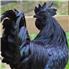 Ayam Sonami,Silkies,dragon and other chicken and Eggs for Sale