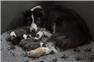 Awsome Boardercollie Puppies Available. for Sale