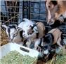 Pygmi and Minature Goats  for Sale