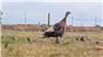 Baby Turkeys - Healthy Poults Ready for Your Farm for Sale