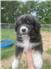 Australian Shepherd Pups for Sale