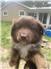 Australian Shepherd Pups for Sale