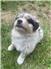 Australian Shepherd Pups for Sale
