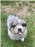 Australian Shepherd Pups for Sale