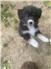 Australian Shepherd Pups for Sale