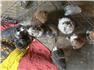 Australian Shepherd Pups for Sale