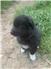 Australian Shepherd Pups for Sale