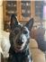 Female Blue Heeler for Sale