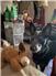 Female Blue Heeler for Sale