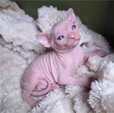 Sphynx