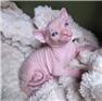 Gorgeous Sphynx Kittens – Home Raised & Well Socialized for Sale