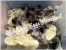 Olive Egger Chicks for Sale