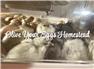 Olive Egger Chicks for Sale