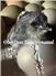 Olive Egger Chicks for Sale