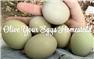 Olive Egger Chicks for Sale