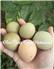 Olive Egger Chicks for Sale