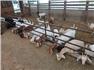Meat goat doelings for Sale