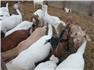 Meat goat doelings for Sale