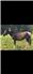 Trail/pleasure horse for Sale