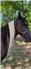 Trail/pleasure horse for Sale