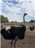 Ostriches  for Sale