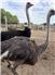 Ostriches  for Sale