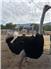 Ostriches  for Sale