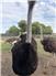 Ostriches  for Sale