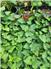 Purple Sweet Potato Slips for Sale
