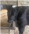 Angus Bulls – Lo...