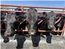 Angus Bulls – Lodi, OH for Sale