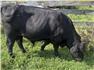 Angus Bulls – Lodi, OH for Sale